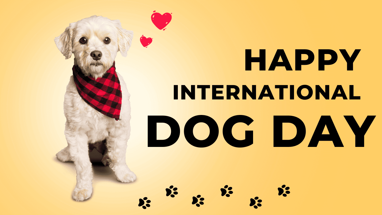 International Dog Day: 6 Reasons Why Dogs Are the Perfect Companion for Humans